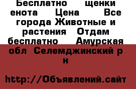 Бесплатно !!! щенки енота!! › Цена ­ 1 - Все города Животные и растения » Отдам бесплатно   . Амурская обл.,Селемджинский р-н